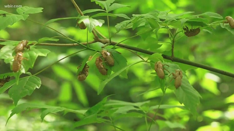 Brood X cicadas stop singing in cold temperatures Brood X cicadas stop singing in cold temperatures