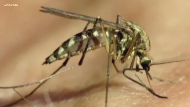 Knox County Health Department routinely tests mosquitos for disease during warm months