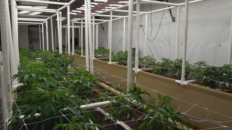 Hemp store owners wait for new rules established by the TN Department of Agriculture