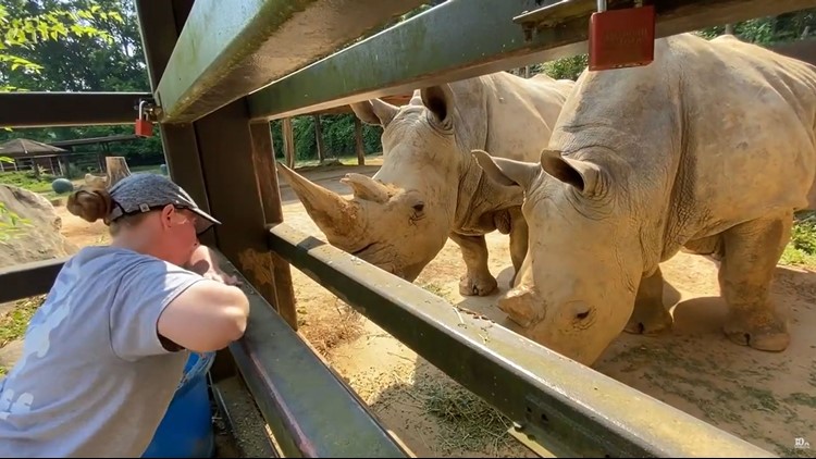 Zoo Knoxville rhinos Dolly and Polly celebrate 53rd birthdays with rainbow unicorn party