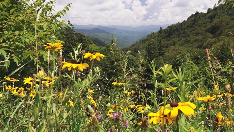 Where to see spring wildflowers in the Great Smoky Mountains