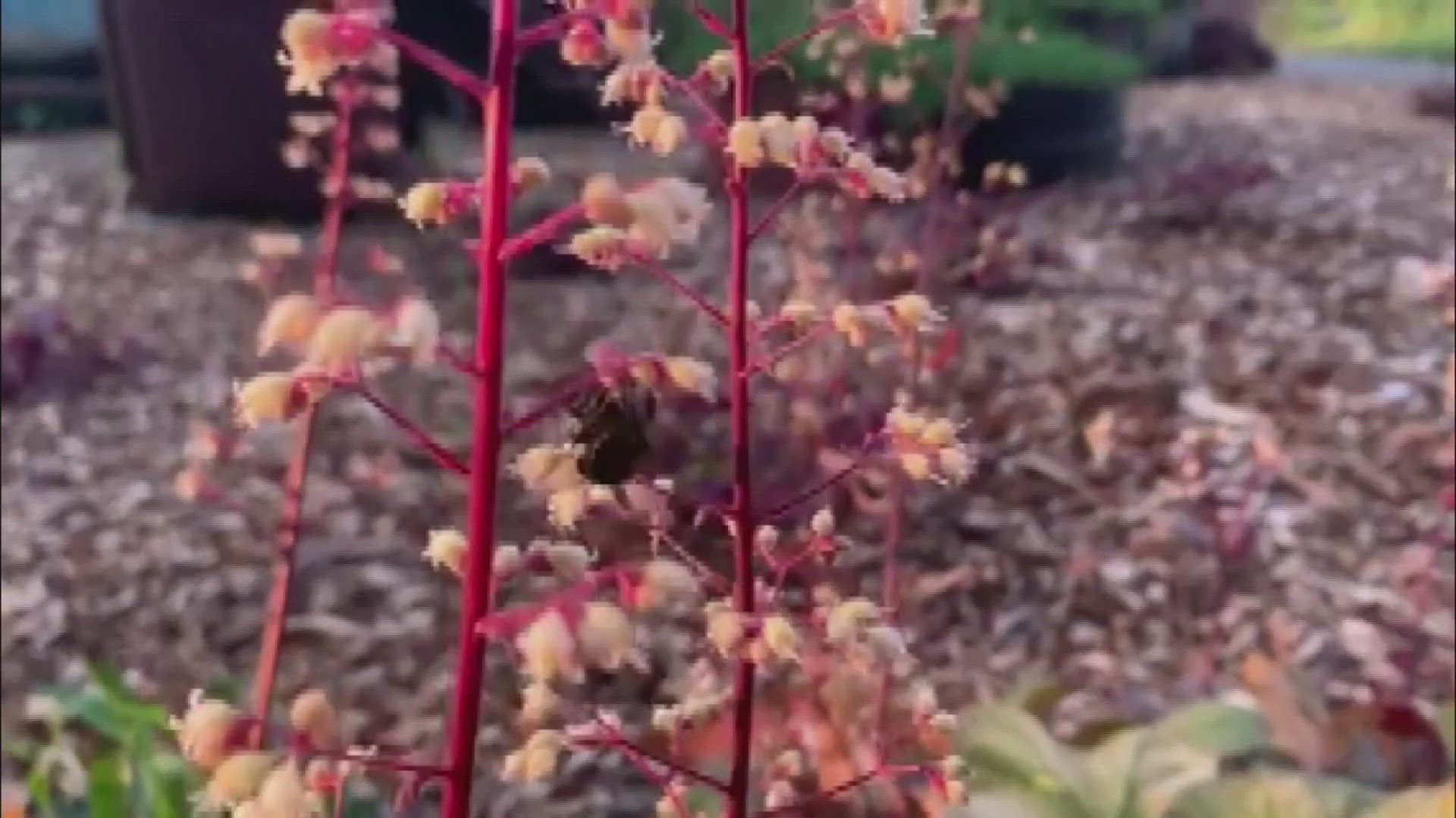 National Pollinator Week runs from June 19 through June 25 and is meant to highlight the important role pollinators play in the environment.