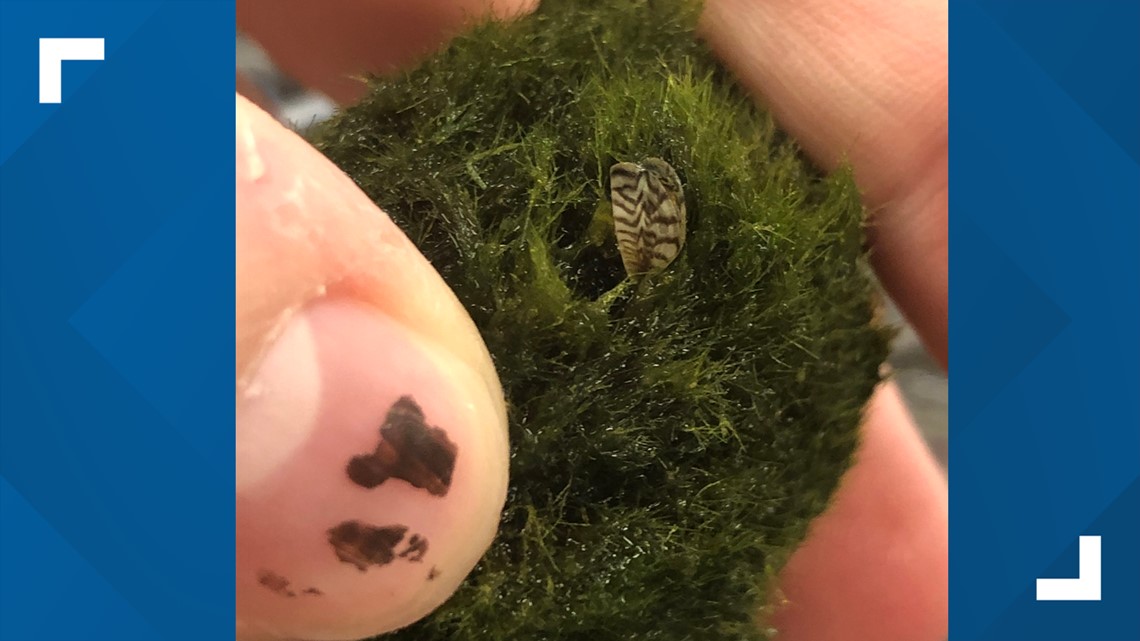 TWRA: Invasive zebra mussels found in some aquarium products - Vimarsana News