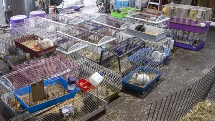 Little Ponderosa Zoo asks for help caring for dozens of recently rescued rabbits and guinea pigs