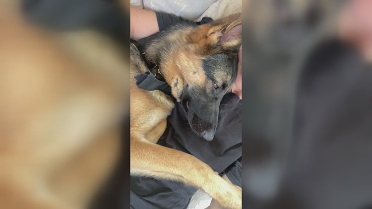 Dog owners say North Knox County pet sitter abused pets and animals