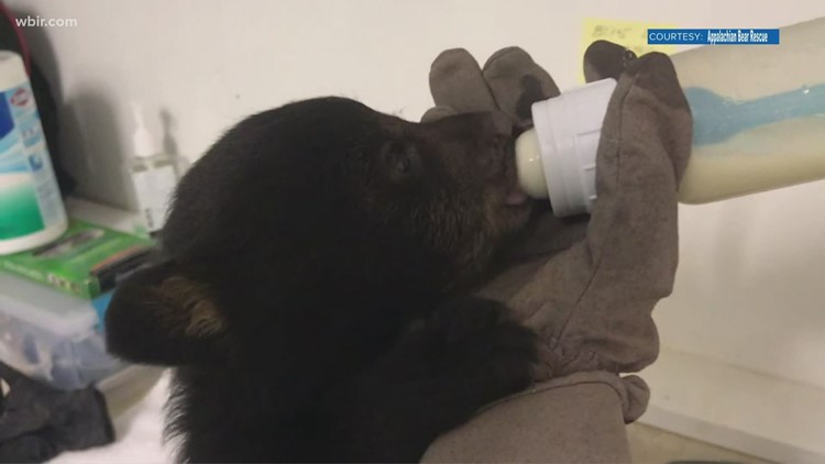 ABR says new cub, Hops Bear, is doing well ABR says new cub, Hops Bear, is doing well