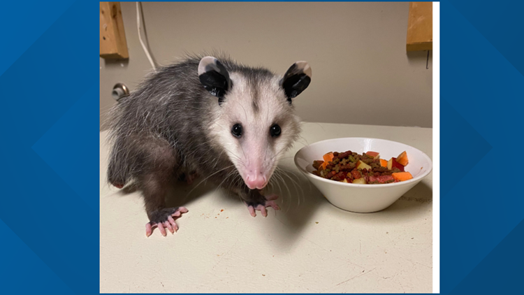 Ijams Nature Center welcomes, Norman Nubs, a Virginia Opossum