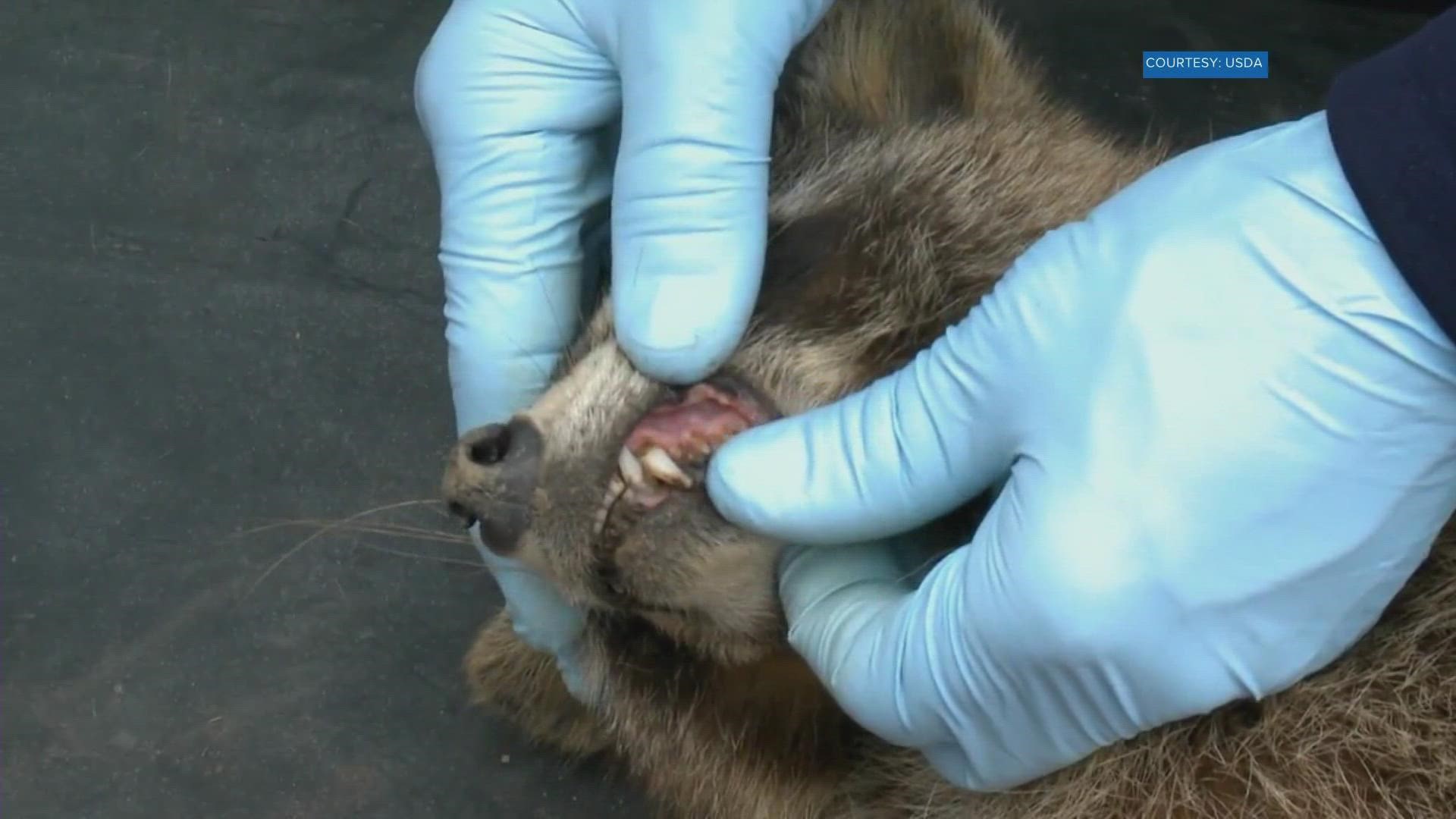 Crews will fly over Tennessee's rural wilderness dropping rabies vaccine packets coated with bait in hopes the raccoons will eat them.