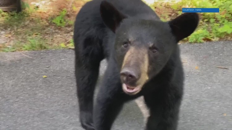 Dumpster-diving black bear hitches ride to Knoxville trash center