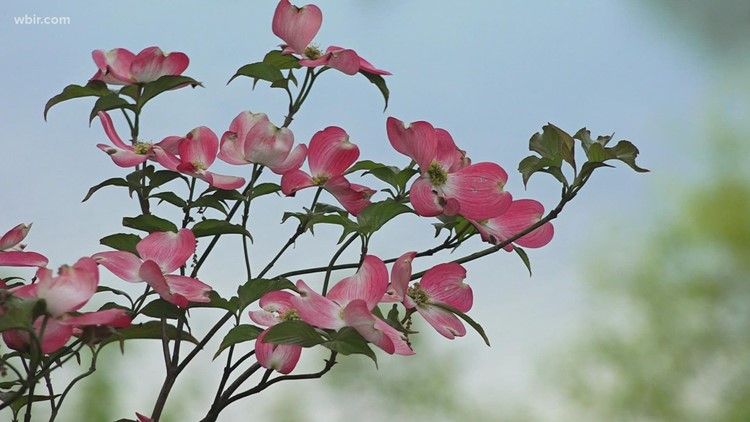 Dogwood Trails to open April 1 kicking off spring celebration Dogwood Trails to open April 1 kicking off spring celebration