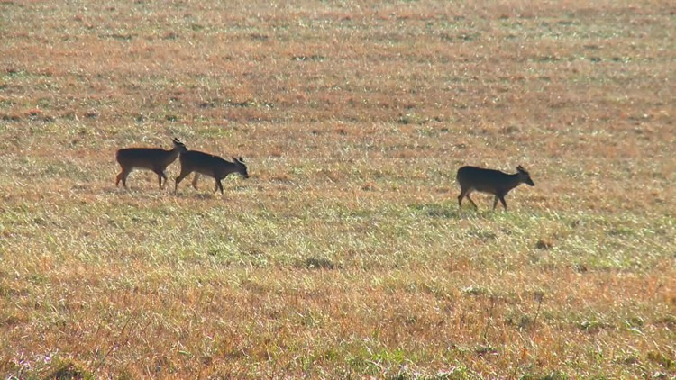 TWRA plans to approach deer and turkey hunting seasons region-by-region TWRA plans to approach deer and turkey hunting seasons region-by-region