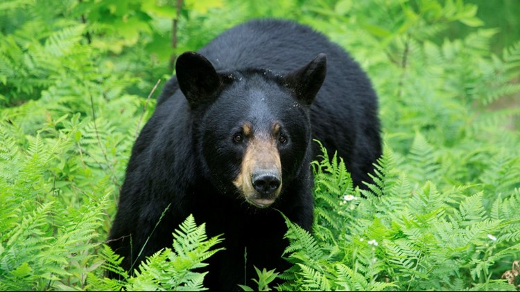 Medical Examiner: Man scheduled to stay at Smokies campsite last summer likely died due to trauma caused by bear Medical Examiner: Man scheduled to stay at Smokies campsite last summer likely died due to trauma caused by bear