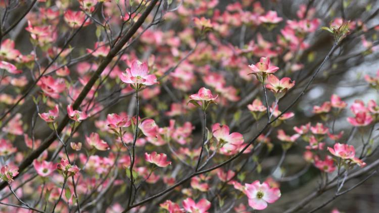 Dogwood Arts starts tree sales for Bazillion Blooms