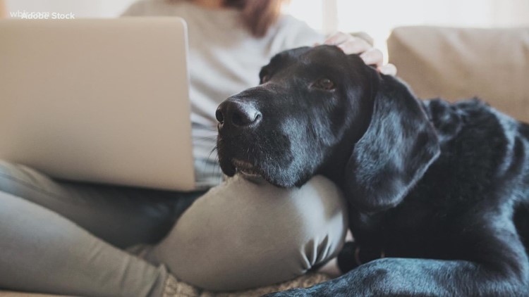 Five ways having a pet can benefit you