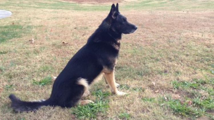 KCSO: Retired K-9 unit, GEORGE, died on Friday