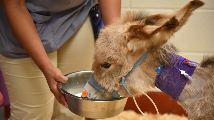 Local farms rally around rescued baby donkey
