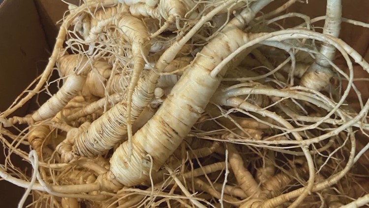 Authorities pause ginseng harvesting in Pisgah and Nantahala National Forests, in North Carolina