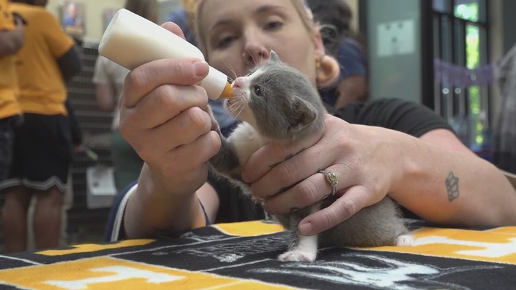 Young Williams hosts kitten shower ahead of kitten season