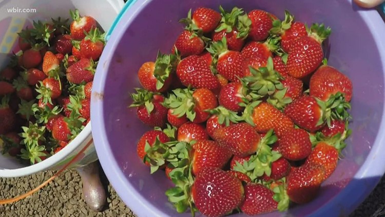 Chicken Salad with strawberries