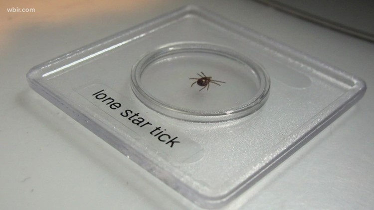 Can a tick bite result in an allergy to red meat?