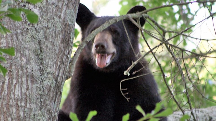 Rangers kill black bear in  Smokies after it attacked 16-year-old girl in hammock