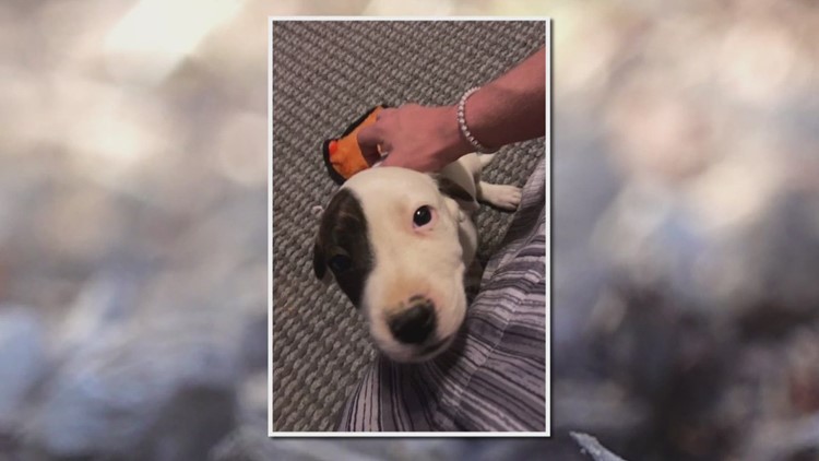 Cocke County family trying to figure out who killed their dog