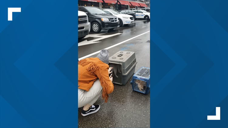 Law enforcement, FBI, finds missing cats after Nashville bombing
