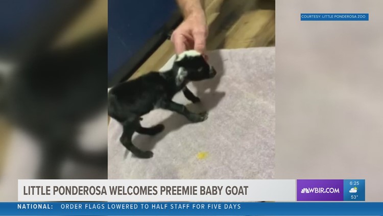 Look at this little goat trying to walk!