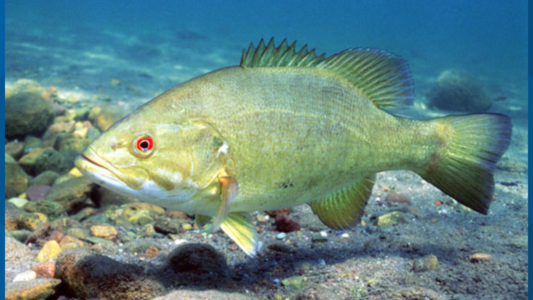 Special smallmouth bass tournament set for Sevierville