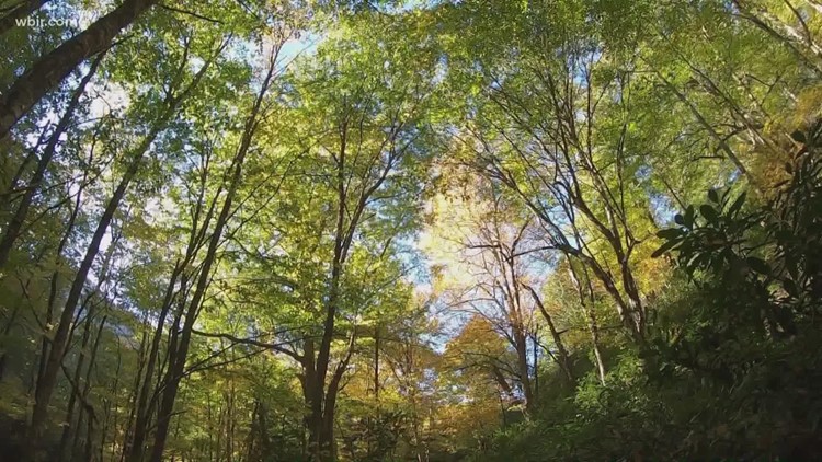 GSMNP: 7-year-old girl dies after tree falls on tent