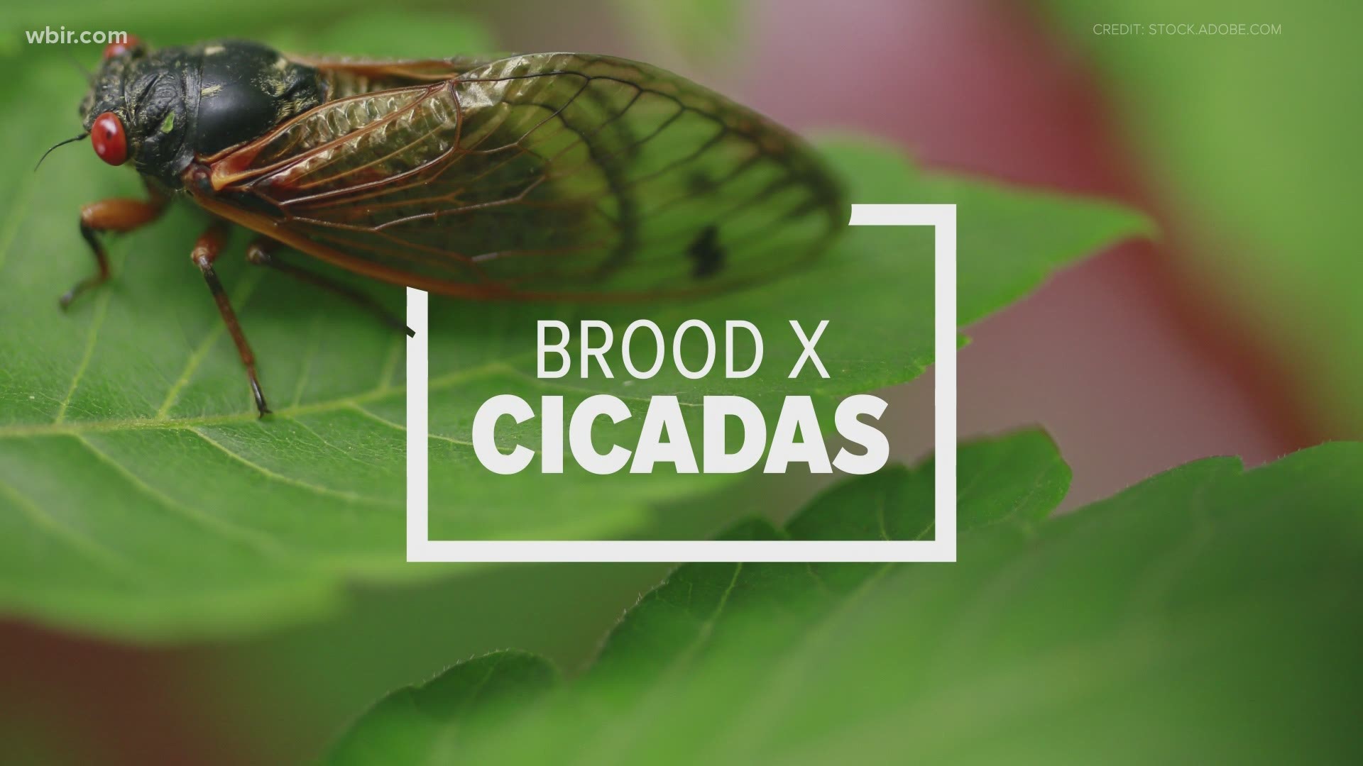 Soon, East Tennessee will be covered in cicadas. 
Your neighborhood will both look and sound very different.