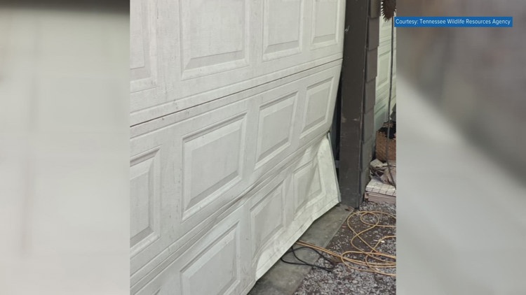 Appalachian Bear Rescue takes in 3 new cubs after mother euthanized by TWRA, 20 cubs rescued so far in 2024