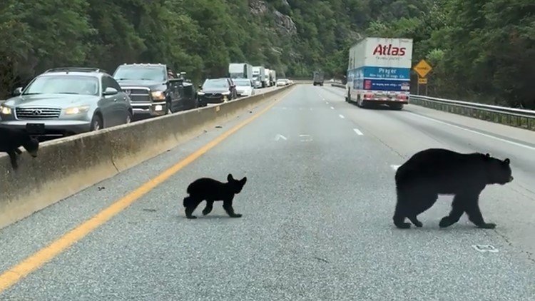 Effort underway for wildlife overpasses on I-40 in the Pigeon River Gorge
