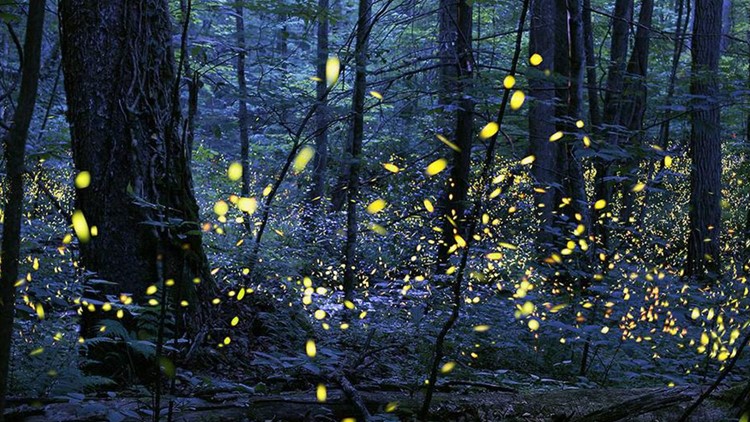 Great Smoky Mountains announces 2023 synchronous firefly lottery, viewing dates