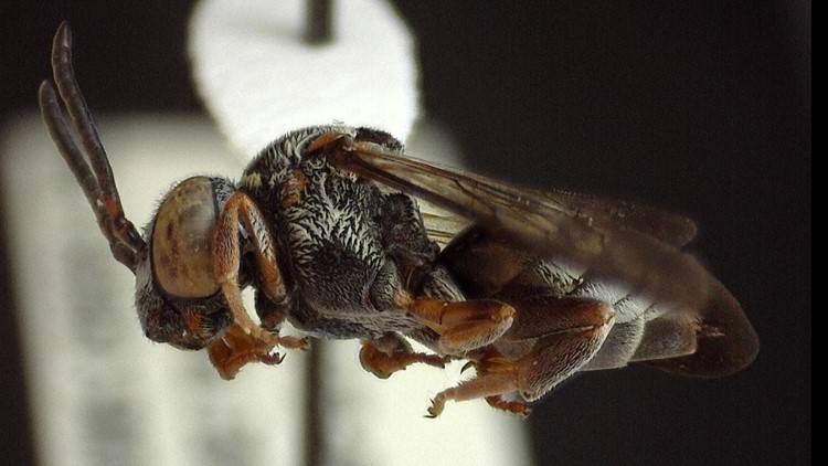 Scientists discover new bee species in Great Smoky Mountains National Park
