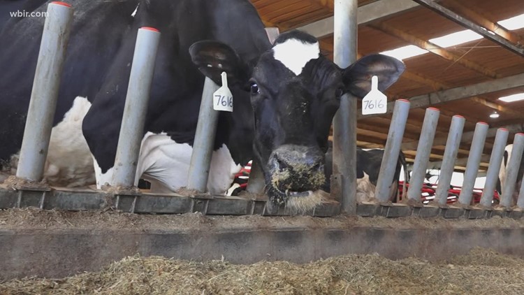 Udder relief! Sweetwater Valley Farm uses high-tech robotic milkers on cows