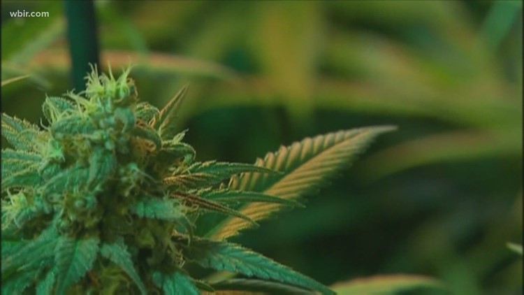 Nashville lawmaker introduces bill that would make it legal to grow, sell and use marijuana in TN