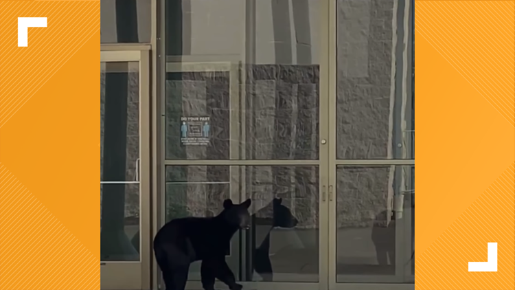 WATCH: Bear spotted trying to get into College Square Mall in Morristown