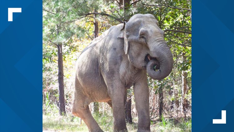 Shirley, second oldest elephant in North America, dies at age 72 at Tennessee sanctuary