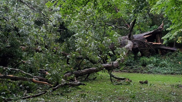Historic white oak tree in South Knoxville toppled by storms