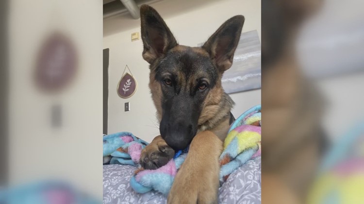 4 arrested for animal abuse after Knox Co. investigation into pet-sitting deaths