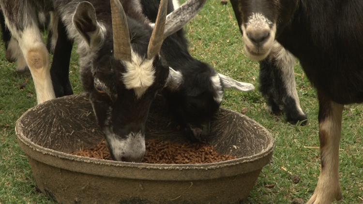 Knox County Juvenile Detention Center welcomes baby goats, officials hope they help children at center