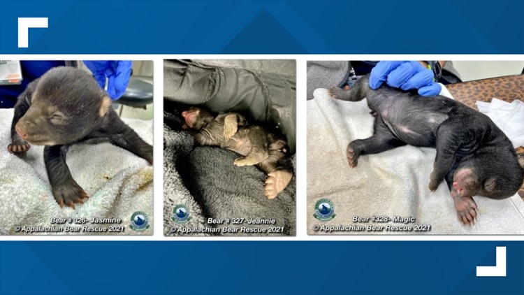 Welcome: Jasmine, Jeannie, and Magic Bear! 3 cubs rescued after reports of gas leak under Sevier Co. house