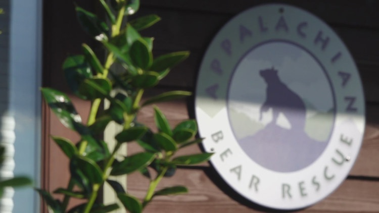 TWRA defends euthanasia of 13 bears, halts Appalachian Bear Rescue placements