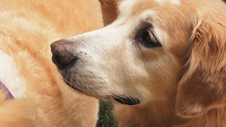 Golden retrievers take over Lakeshore Park for fundraising event
