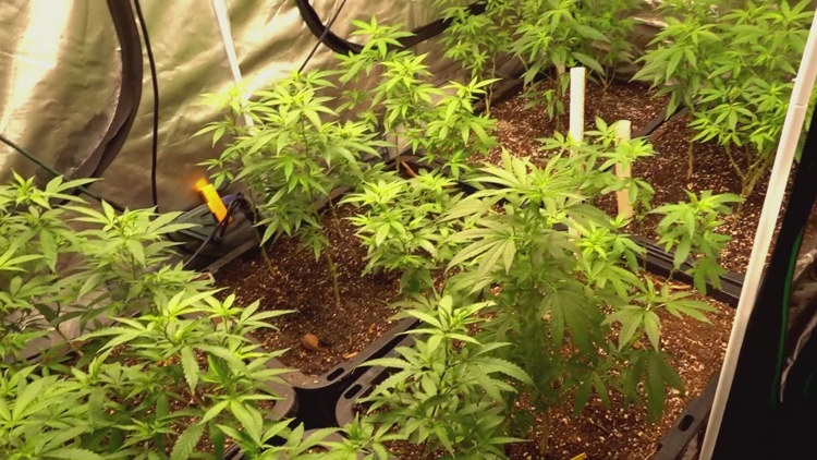 Doctors see increase in youth admitted to hospitals due to THC poisoning