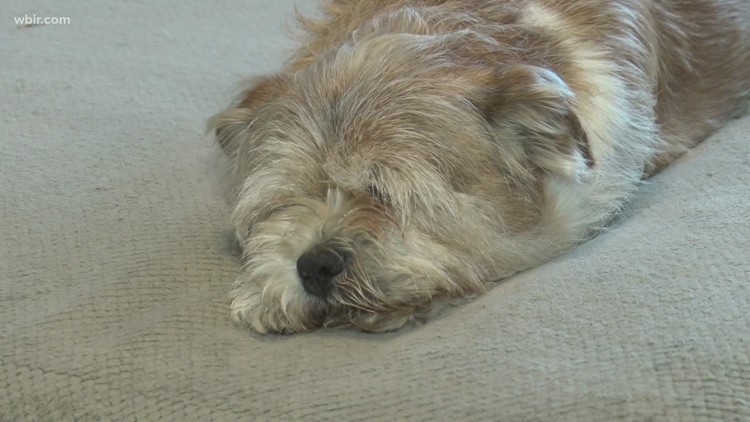 Pup, parent reunited 6 years after dog disappeared