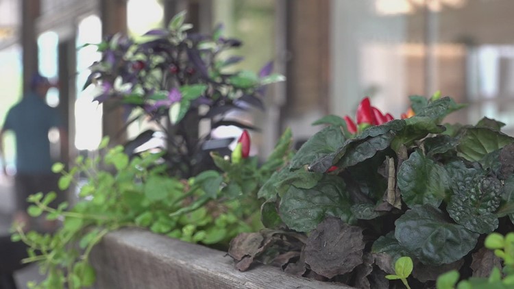 Knoxville creating team to monitor downtown flowers, prevent vandals from uprooting them Knoxville creating team to monitor downtown flowers, prevent vandals from uprooting them