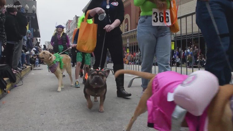 Pups, parades and plenty of pedestrians to prevent parking with planned street closures in downtown Knoxville