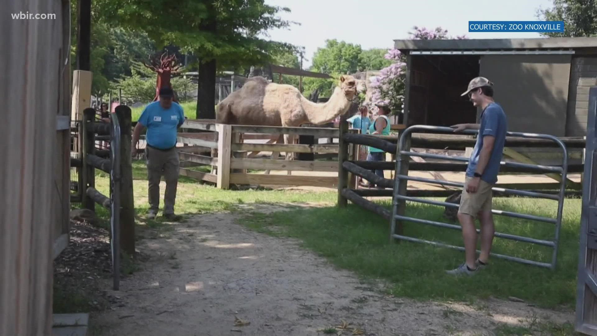 Ty, Zoo Knoxville's camel, stepped away from his role at the zoo for a more relaxing spot at a local farm.
